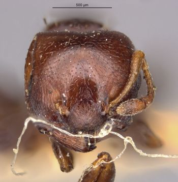 Media type: image;   Entomology 20815 Aspect: head frontal view